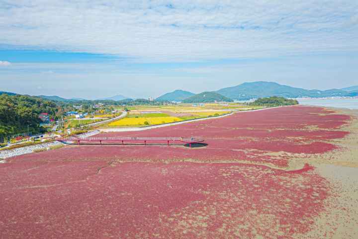 석모도 칠면초 군락지