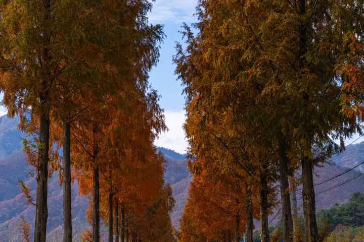Bugwi Metasequoia Road