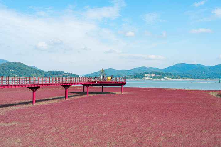 석모도 칠면초 군락지