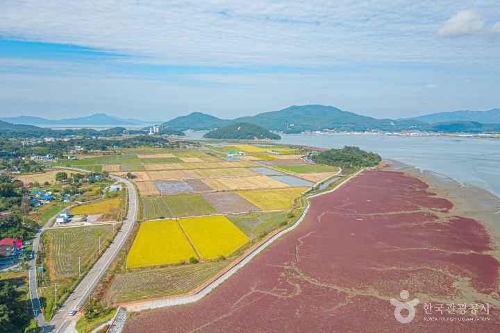 Seongmodo Shrubby Sea-blite Habitat