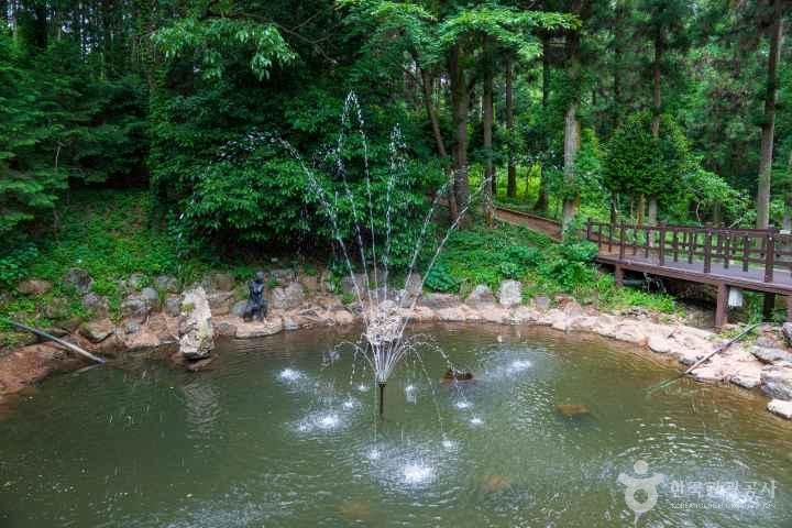 Jeongnamjin Cypress Forest Woodland