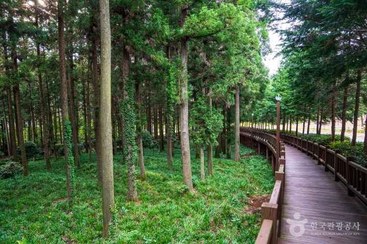 Jeongnamjin Cypress Forest Woodland