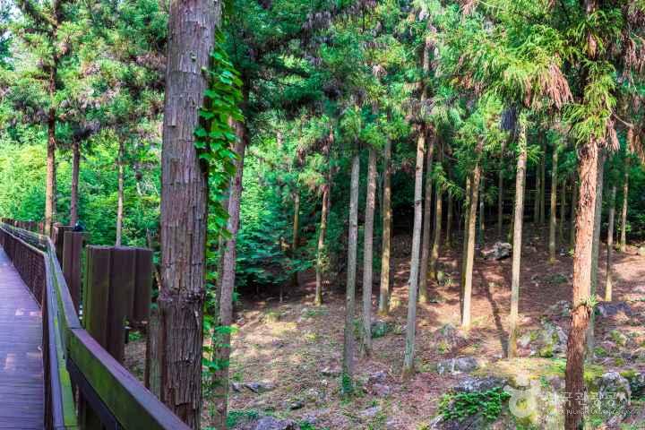 Jeongnamjin Cypress Forest Woodland