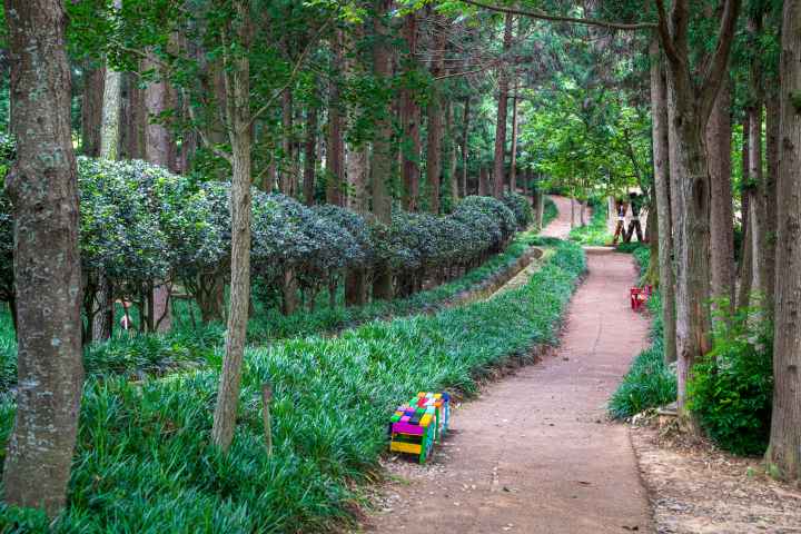 정남진 편백숲 우드랜드