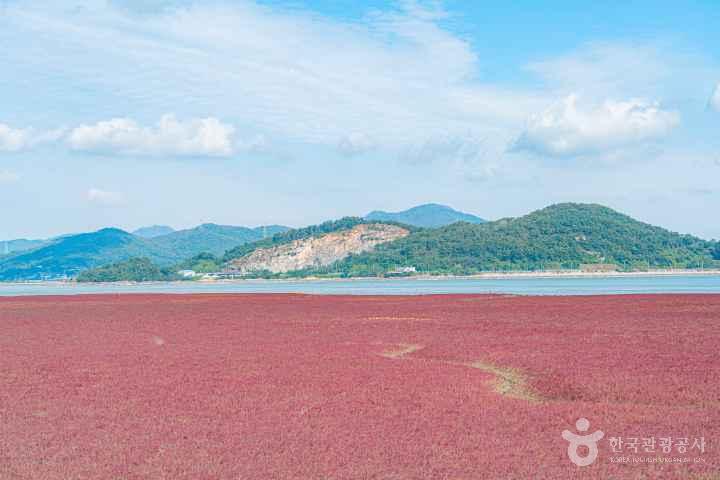 Seongmodo Shrubby Sea-blite Habitat