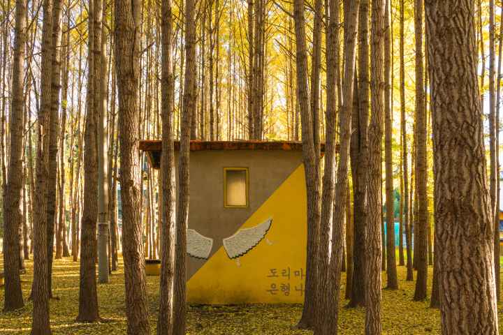 도리마을 은행나무숲