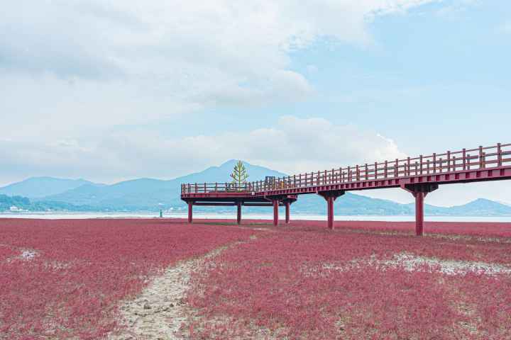석모도 칠면초 군락지