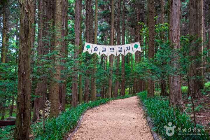Jeongnamjin Cypress Forest Woodland