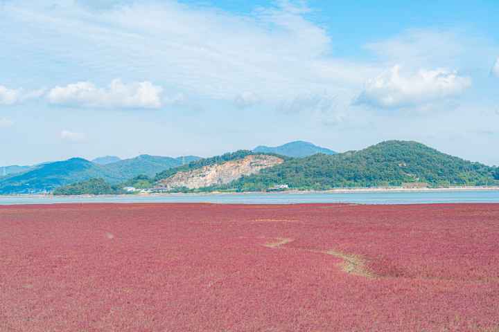 석모도 칠면초 군락지