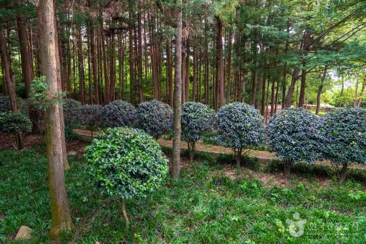Jeongnamjin Cypress Forest Woodland