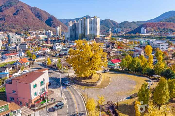 Ginkgo Tree of Hasong-ri, Yeongwol