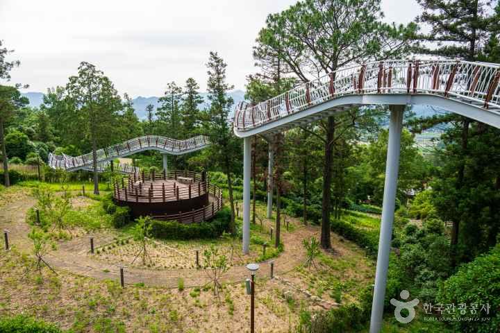 Jeongnamjin Cypress Forest Woodland