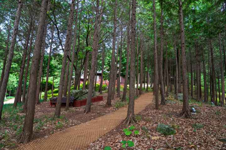 정남진 편백숲 우드랜드