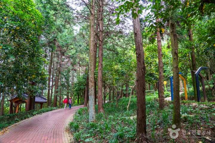 Jeongnamjin Cypress Forest Woodland