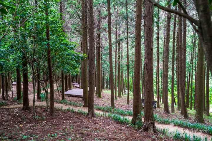 Jeongnamjin Cypress Forest Woodland
