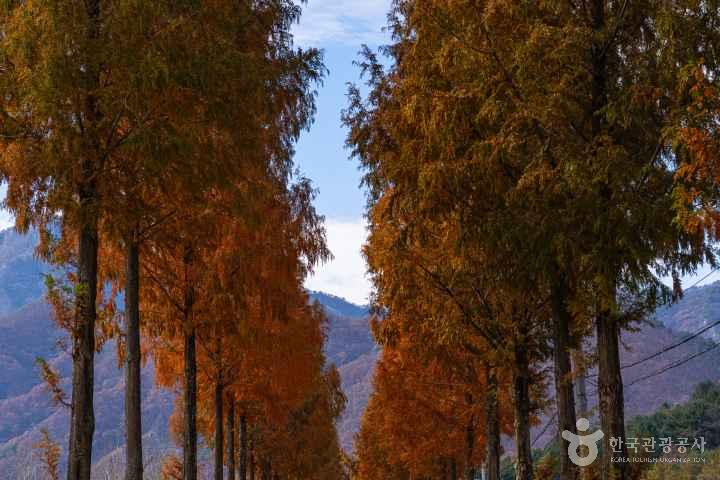 Bugwi Metasequoia Road