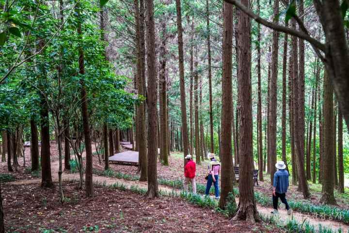 Jeongnamjin Cypress Forest Woodland