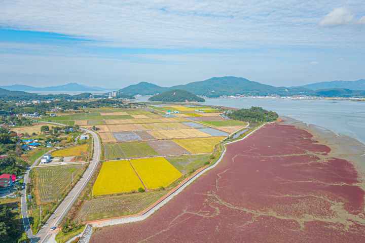 석모도 칠면초 군락지