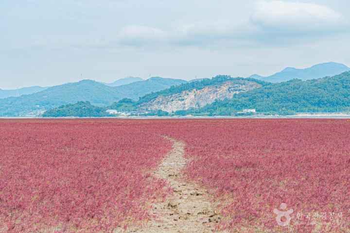 Seongmodo Shrubby Sea-blite Habitat