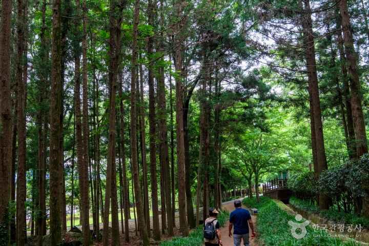 Jeongnamjin Cypress Forest Woodland