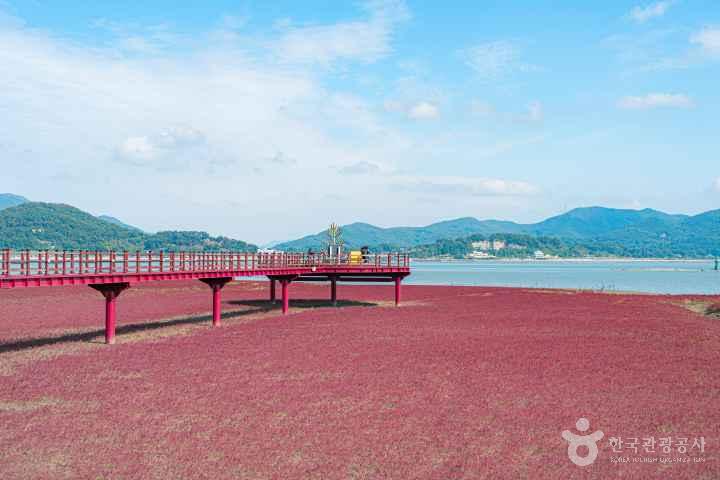 Seongmodo Shrubby Sea-blite Habitat