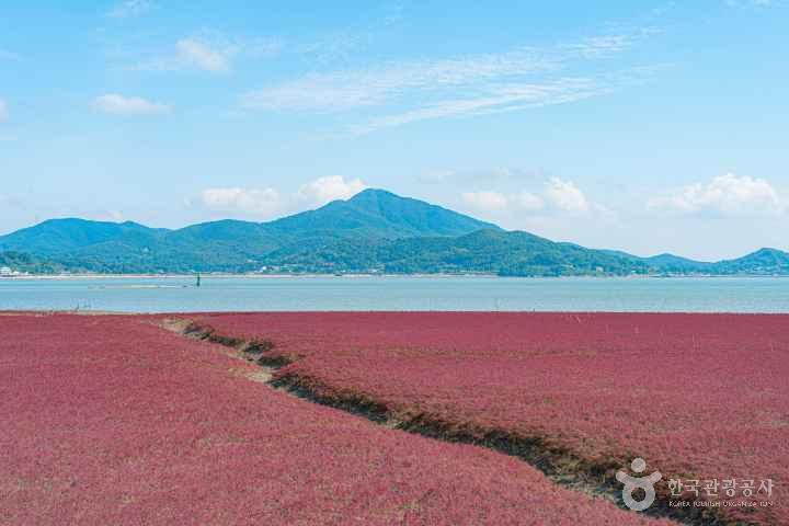Seongmodo Shrubby Sea-blite Habitat