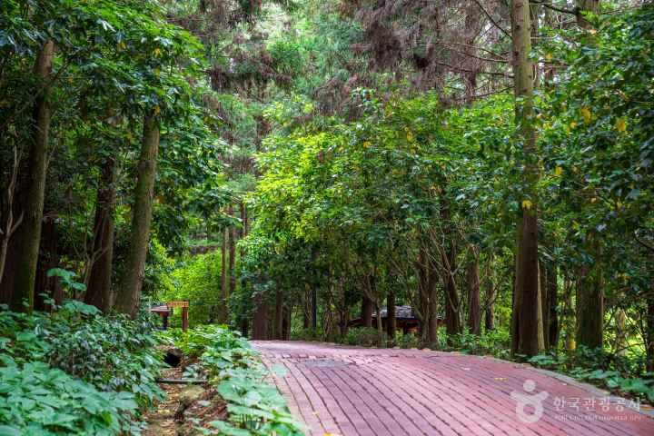 Jeongnamjin Cypress Forest Woodland