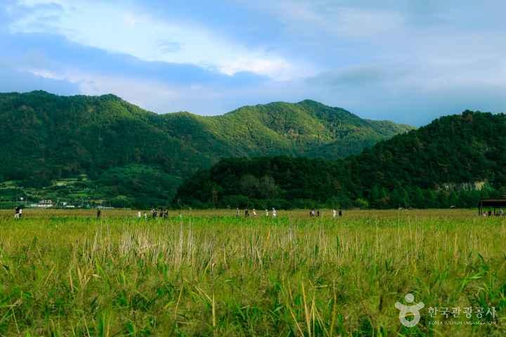 Suncheonman Wetland