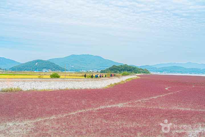 Seongmodo Shrubby Sea-blite Habitat