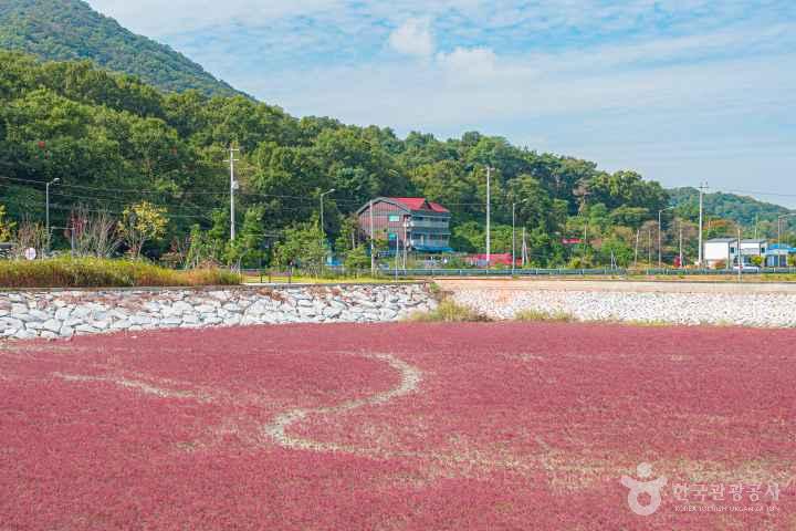 Seongmodo Shrubby Sea-blite Habitat