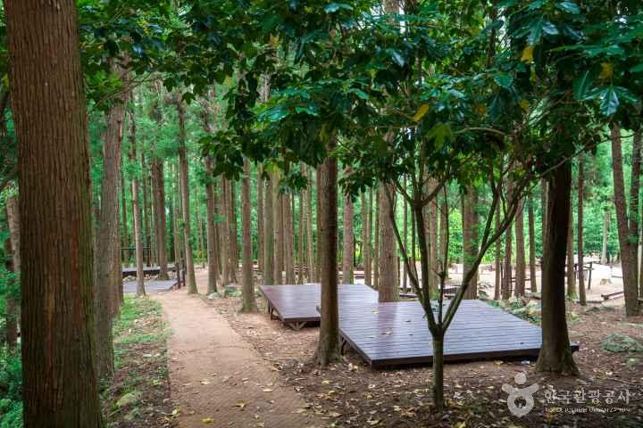 Jeongnamjin Cypress Forest Woodland