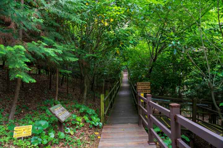 정남진 편백숲 우드랜드