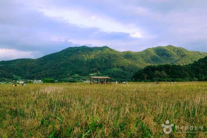 Suncheonman Wetland