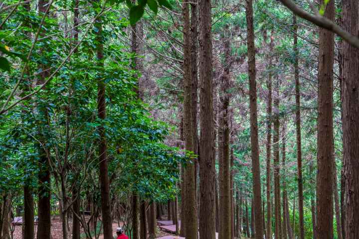 정남진 편백숲 우드랜드