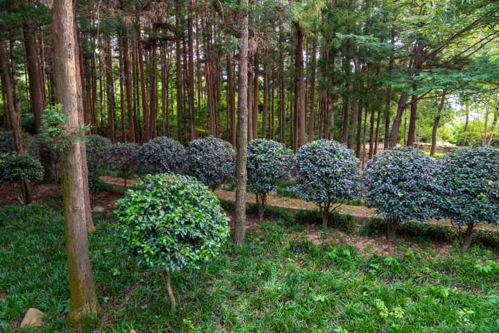 정남진 편백숲 우드랜드