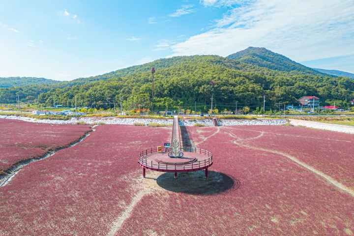 석모도 칠면초 군락지