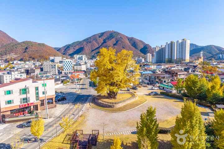 Ginkgo Tree of Hasong-ri, Yeongwol