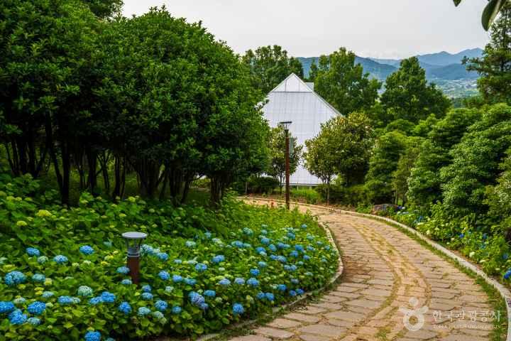 Jeongnamjin Cypress Forest Woodland