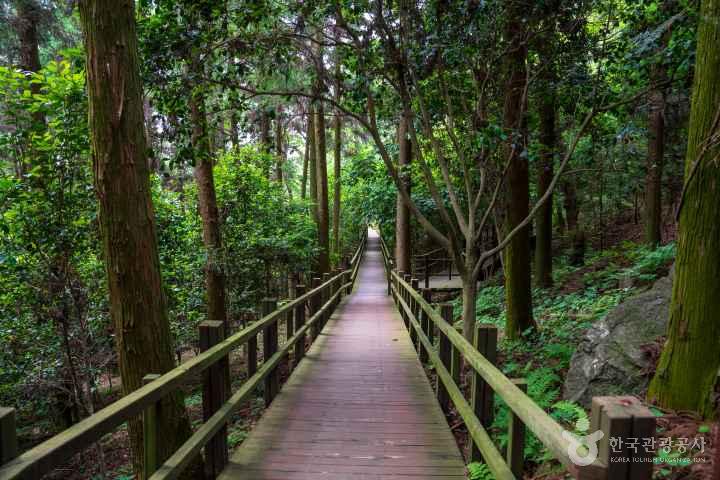 Jeongnamjin Cypress Forest Woodland