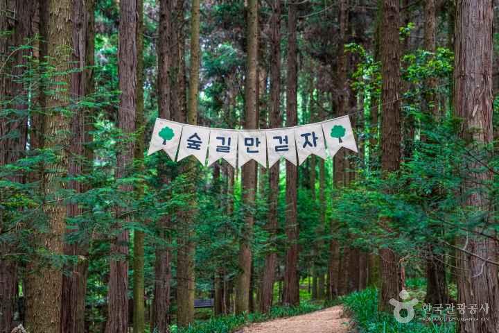Jeongnamjin Cypress Forest Woodland