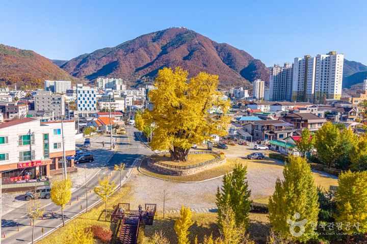 Ginkgo Tree of Hasong-ri, Yeongwol