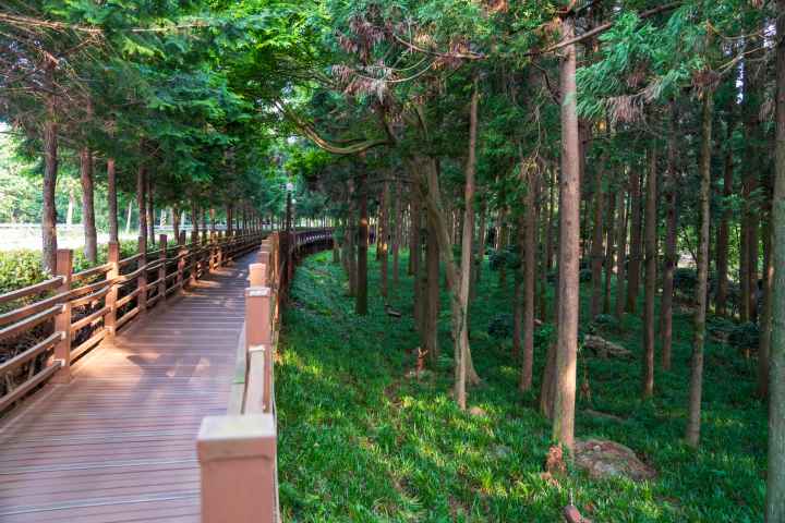 정남진 편백숲 우드랜드