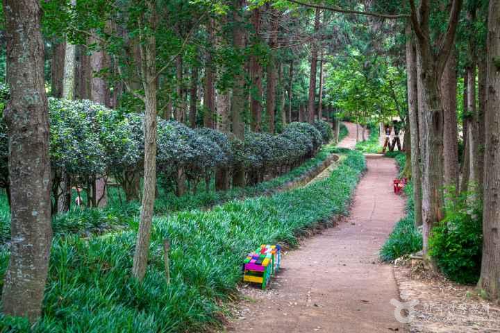 Jeongnamjin Cypress Forest Woodland