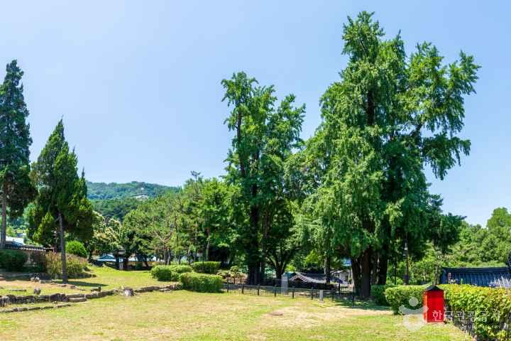 아산 맹씨 행단