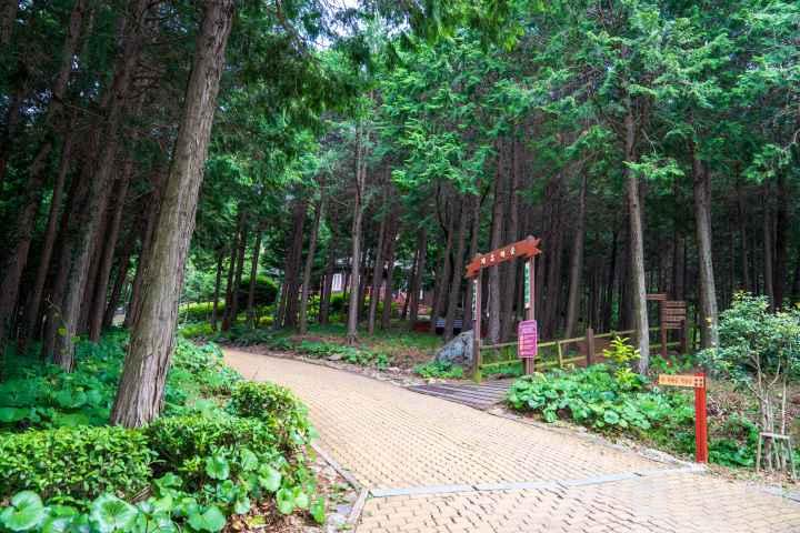 Jeongnamjin Cypress Forest Woodland