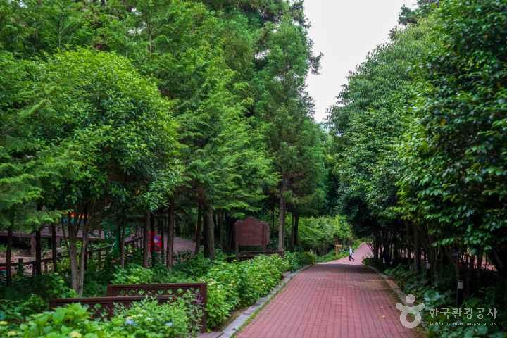 Jeongnamjin Cypress Forest Woodland