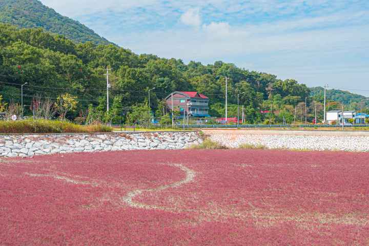 석모도 칠면초 군락지