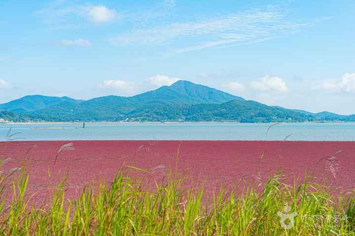 Seongmodo Shrubby Sea-blite Habitat