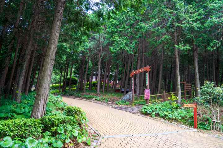 정남진 편백숲 우드랜드