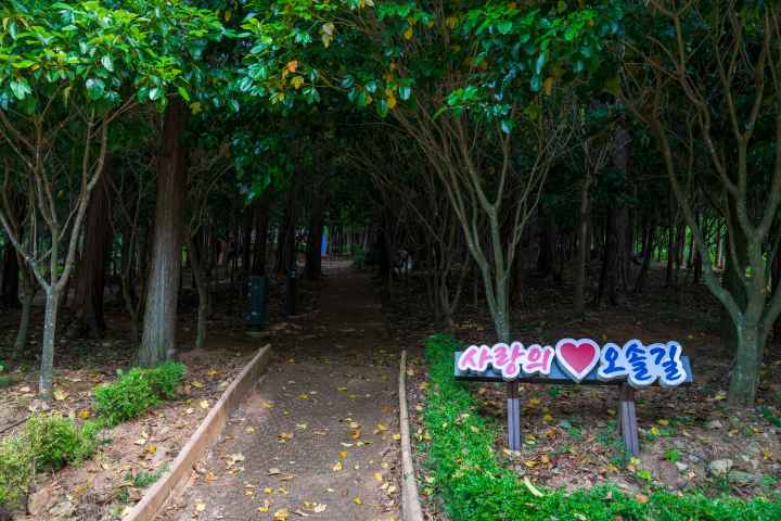 정남진 편백숲 우드랜드